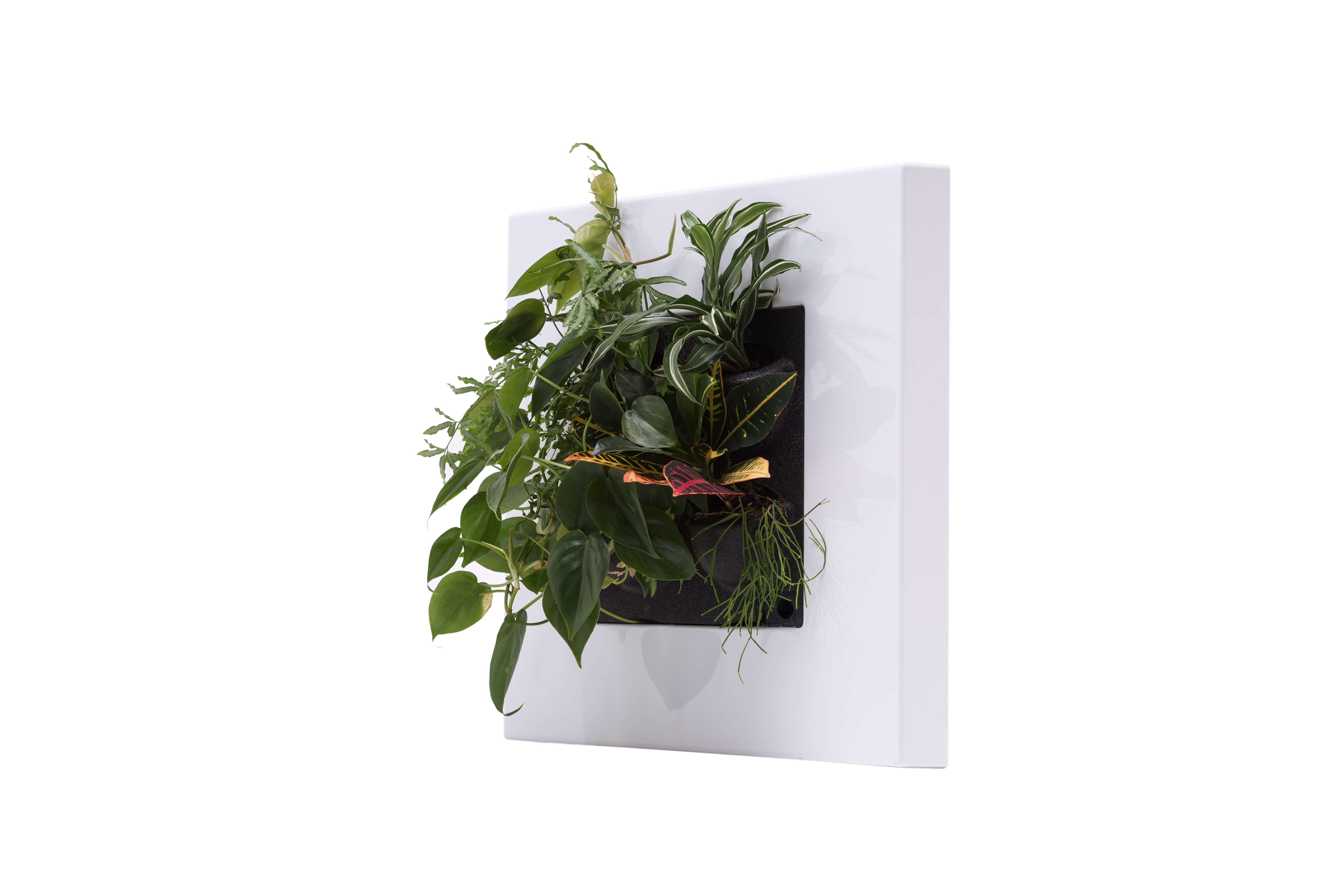 Flower frame