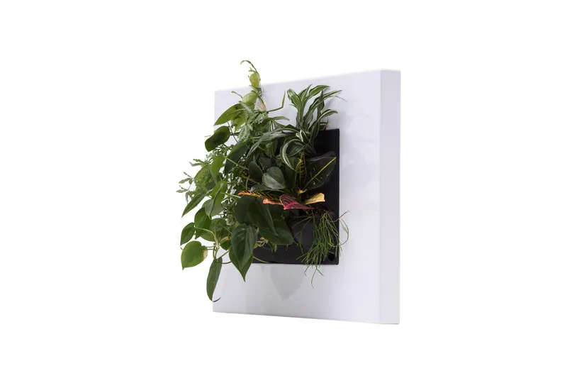 LivePicture Go frame (Mobilane, Red Dot Award 2018)