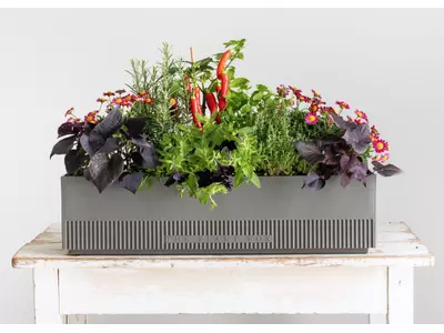 The Plant Box