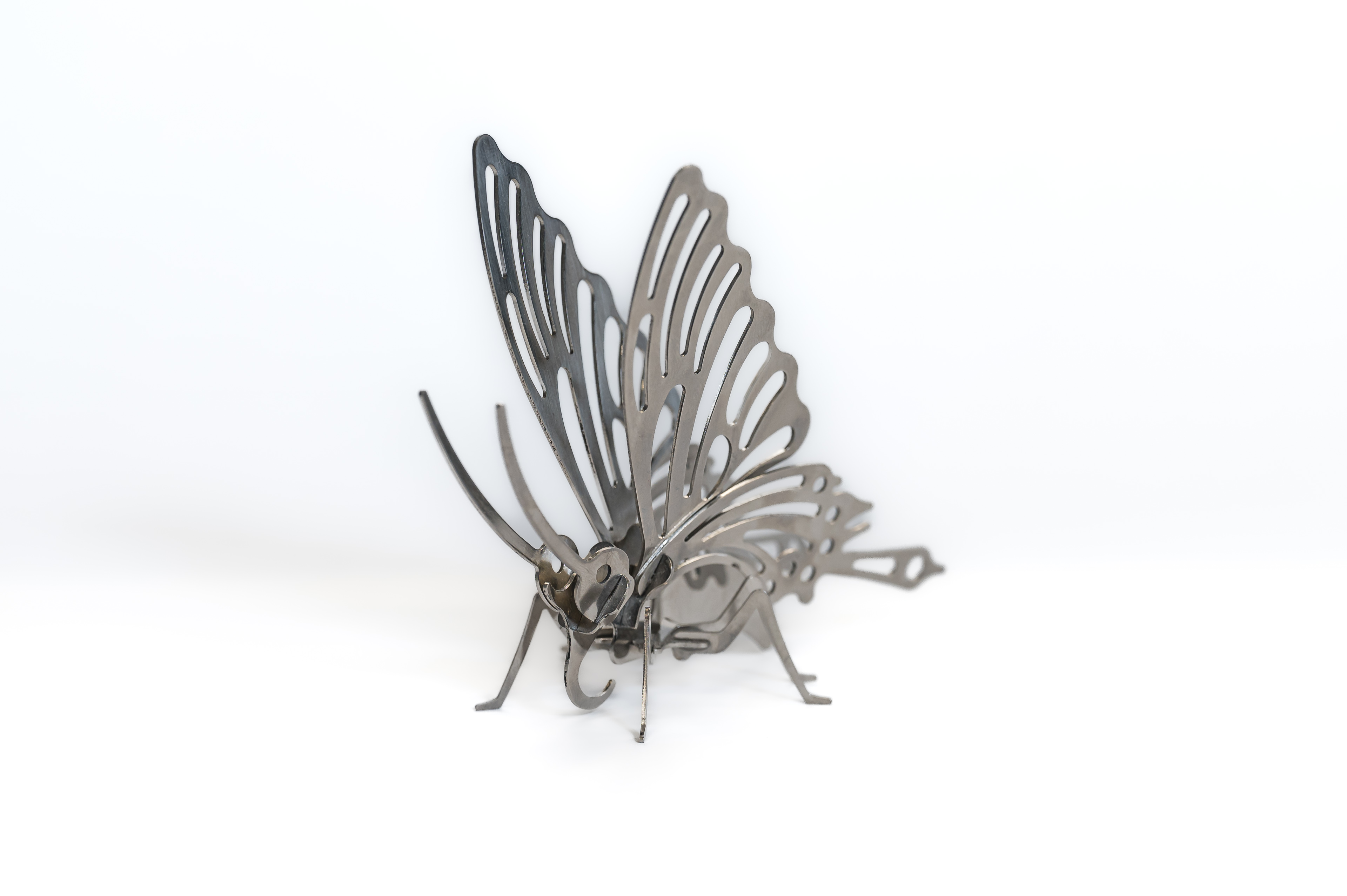 Schmetterling